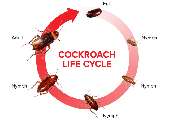 main cockroach life cycle