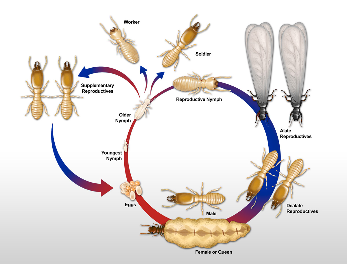 termites life cycle
