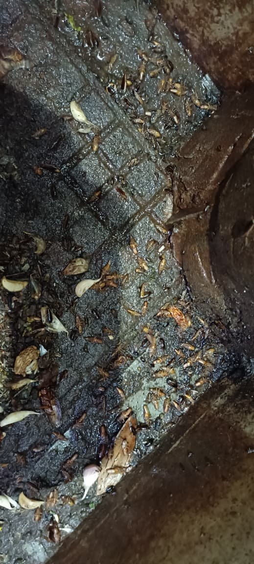Close-up of anti-termite wood and soil treatment