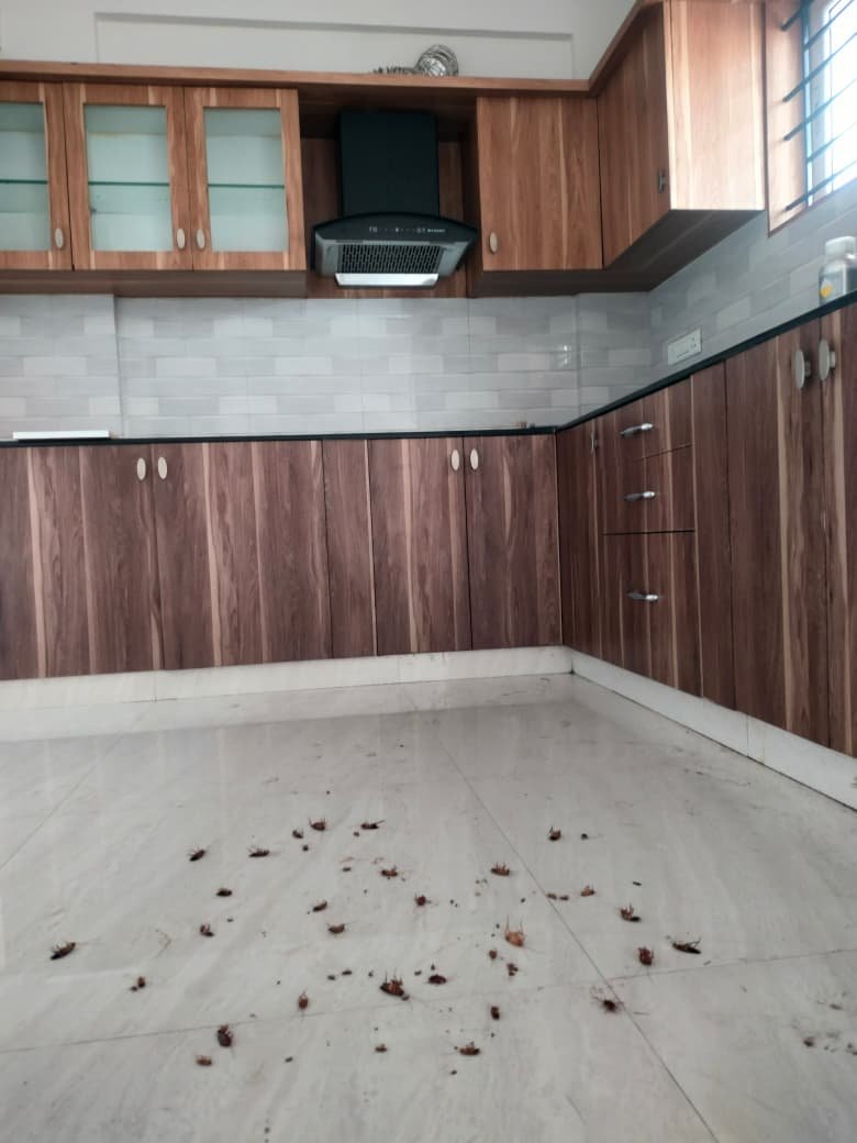 Kitchen pest control treatment