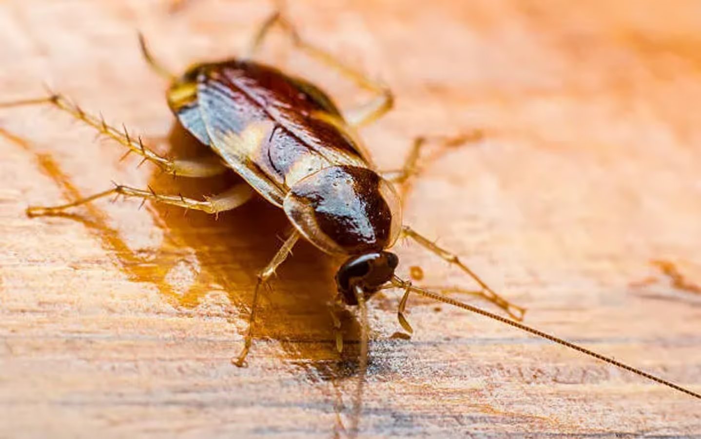 Cockroach control treatment